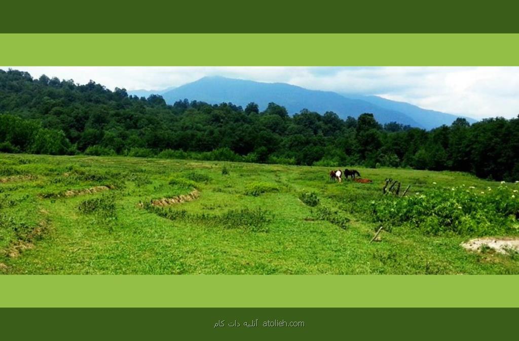 بومگردی با حیوان خانگی در تنکابن