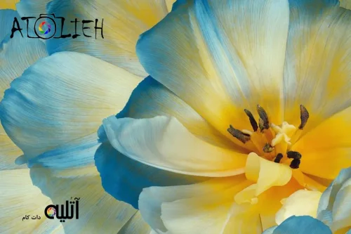 چیدن فوکوس در عکاسی ماکرو