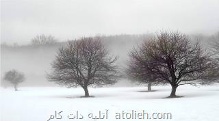 نمونه های زیبای عکاسی از درختان