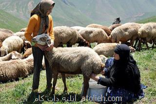 برگزاری نمایشگاه دختران ایل در فیروزآباد